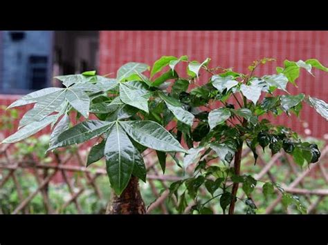 路沖擋煞植物|什麼樹可以擋煞？風水植物推薦與擺放攻略 